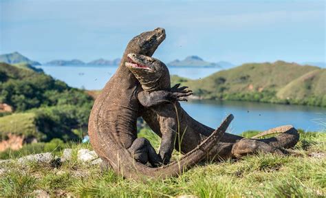  Der Taman Nasional Komodo: Ein Drachenparadies auf den indonesischen Inseln